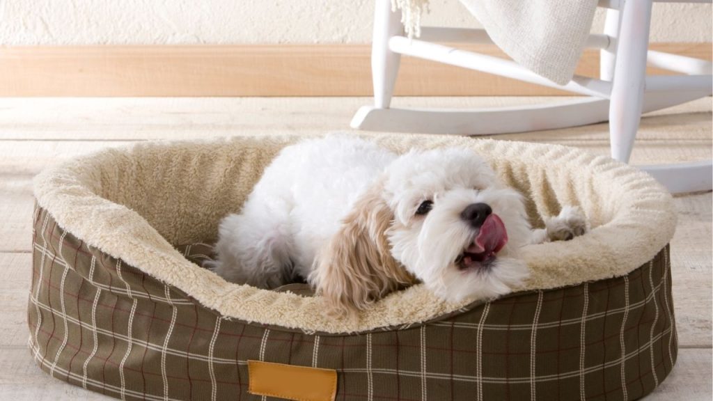 How to Wash Dog Bed in Washing Machine