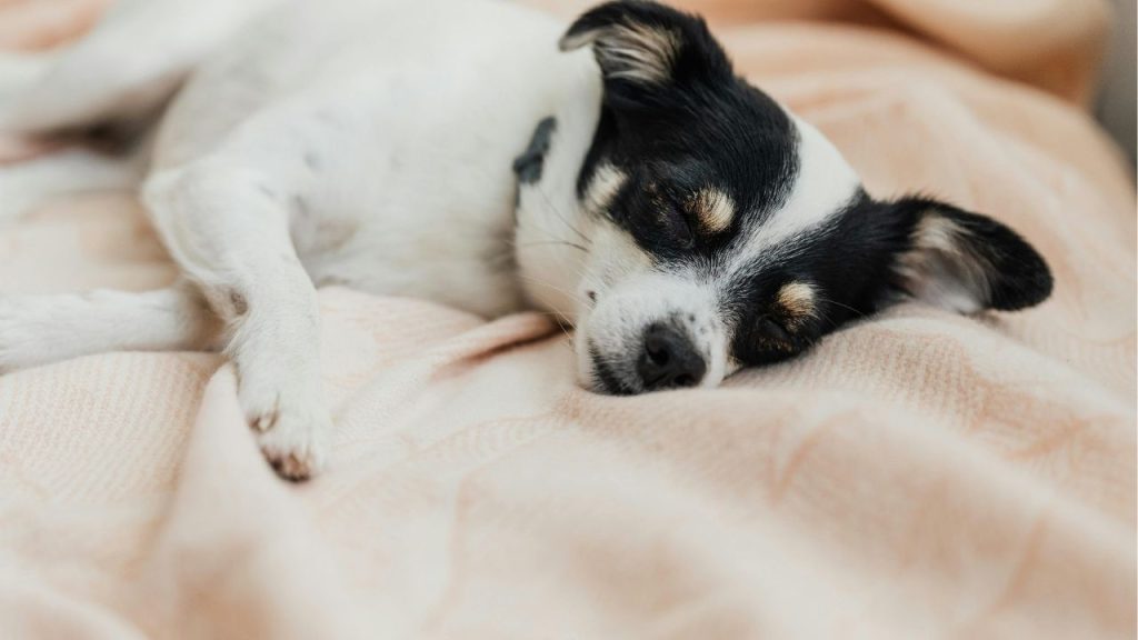How to Wash Dog Bedding in Washing Machine