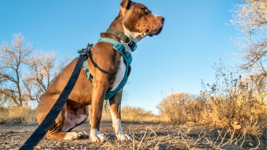 How to Wash Dog Harness in Washing Machine